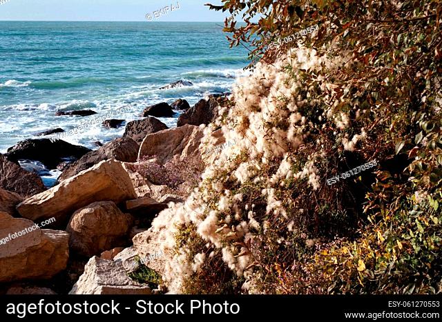 Autumn coast of the Caspian Sea. A plant covered with fluff on the seashore. Rocky seashore. Kazakhstan Mangistau region. 09 October 2019 year