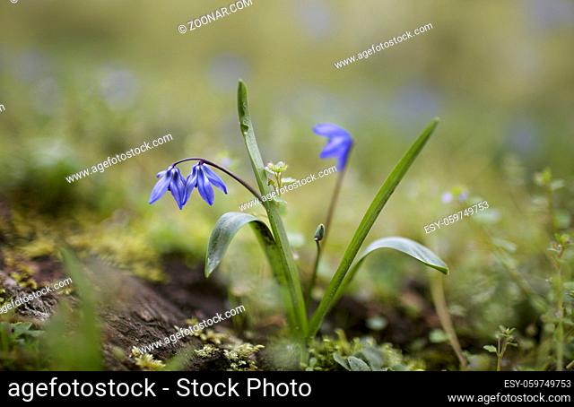 Group of Blue Scilla Flowers in early Spring Time