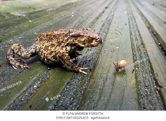Common Toad (Bufo bufo) adult, approaching small snail, on wet wooden decking in garden, Sussex, England, March
