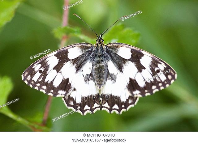 Marbled white butterfly Melanargia galathea