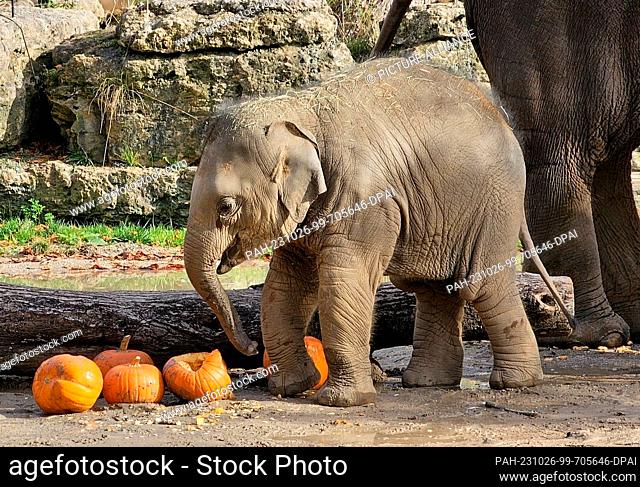 25 October 2023, Saxony, Leipzig: Animal keepers at Leipzig Zoo prepared spooky treats for the elephants in a pumpkin pyramid