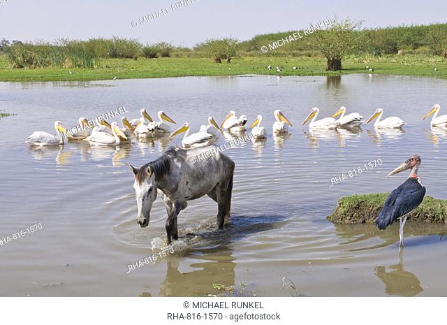 Horse and pelicans in the Abiata-Shala National Park, Ethiopia, Africa
