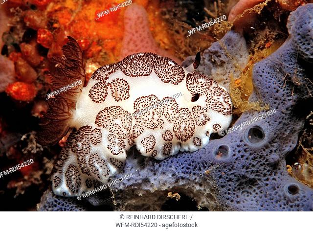 Sea Slug Nudibranche, Jorunna funebris, Bali Indian Ocean, Indonesia