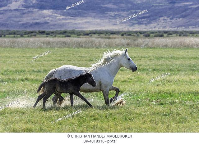 White mare with dark foal running through wet grass, Santa Cruz, Argentina