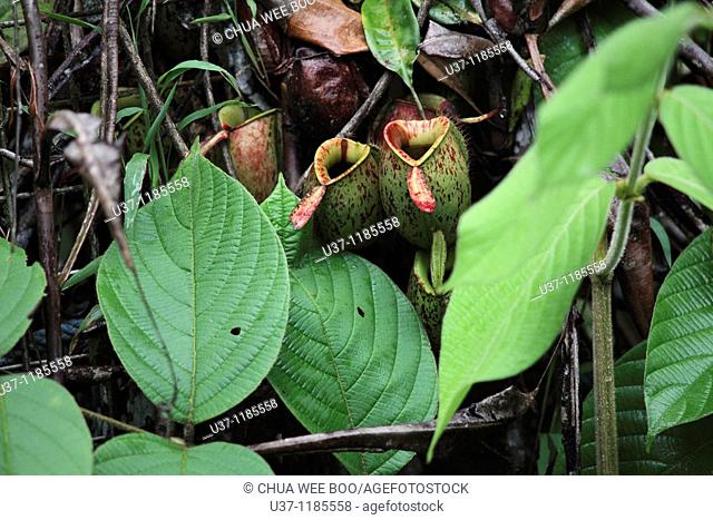 Pitcher plant Nepenthes in Semengok Wildlife Centre near Kuching, Sarawak, Borneo, Malaysia, Southeast Asia