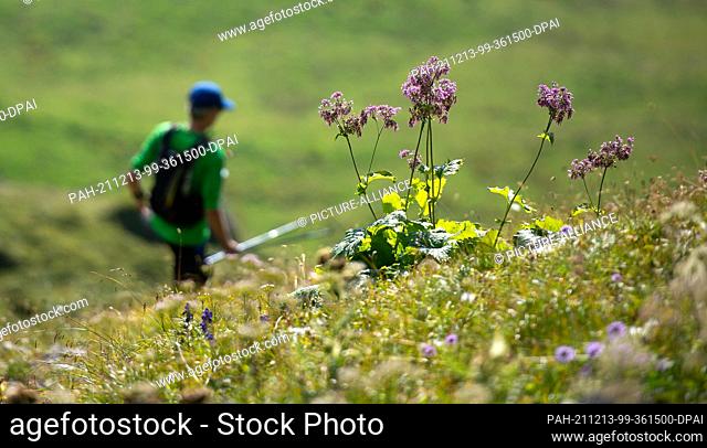 10 September 2016, Switzerland, Arosa: A participant of the Arosa Trail Run in action. Photo: Silas Stein/dpa. - Arosa/Grisons/Switzerland