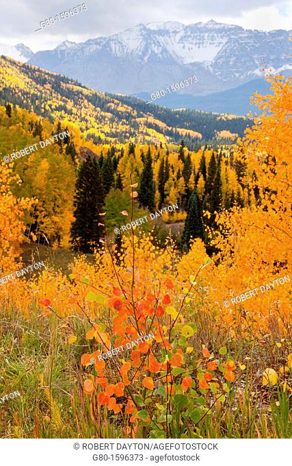 Firey Aspen foliage in the San Juan Mountains of Colorado