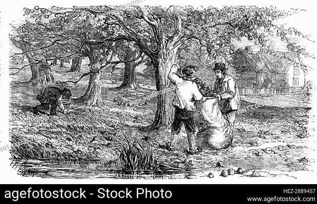 Cider-Making in Devonshire - Collecting the Grass-Fruit, 1850. Creator: Unknown