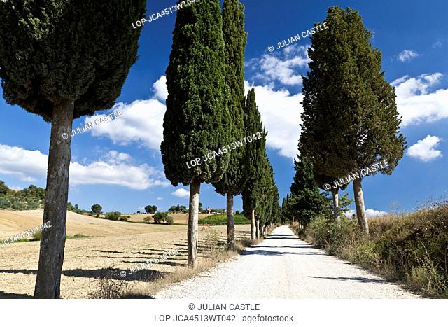 Italy, Tuscany, Val d'Orcia. An avenue of Cypress trees line an old white road