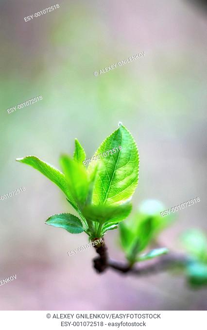 Natural background with pear leaves