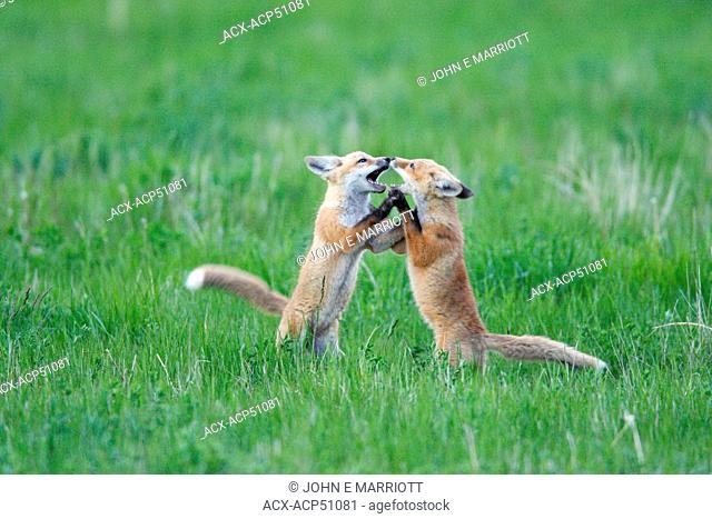 red fox Vulpes vulpes pups playfighting