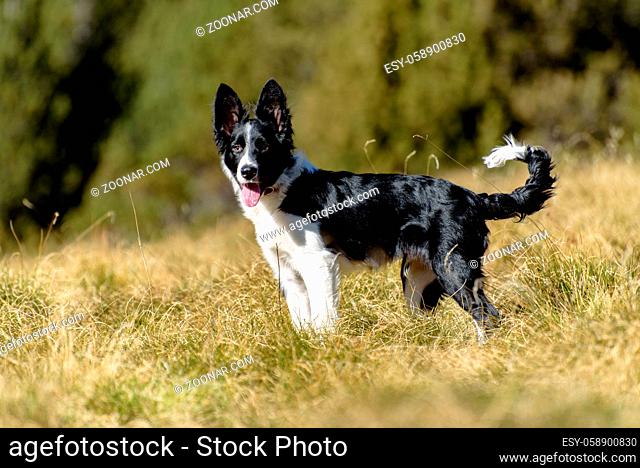 Cute black and white Border Collie puppy In the moutain on Andorra