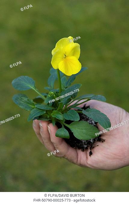 Garden Pansy Viola sp flowering, held in gardeners hand, ready for planting