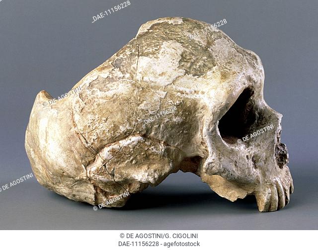 Skull of Homo sapiens (Homo sapiens neanderthalensis). Paleolithic era