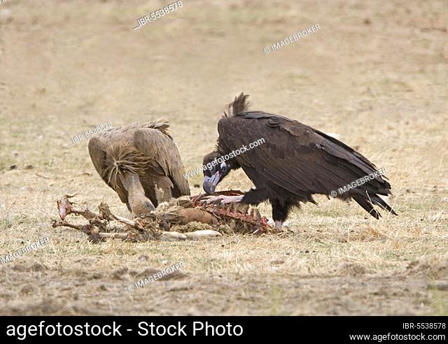 European cinereous vulture (Aegypius monachus) with griffon vulture (Gyps fulvus) feeding on carcass, Extramadura. Spain