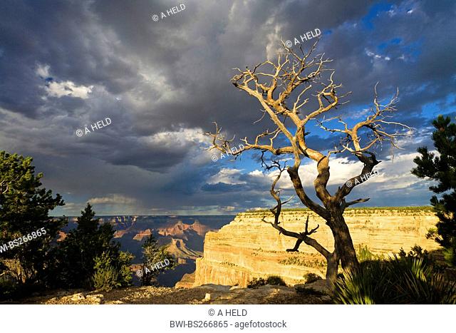 dead tree at southern edge of Grand Canyon and thunderclouds, view from Mohave Point to Hopi Point, USA, Arizona, Grand Canyon National Park