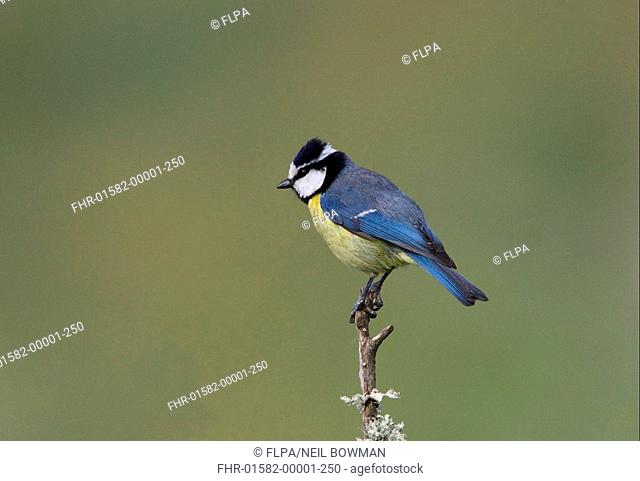 African Blue Tit Parus ultramarinus adult, perched on twig, Morocco, april
