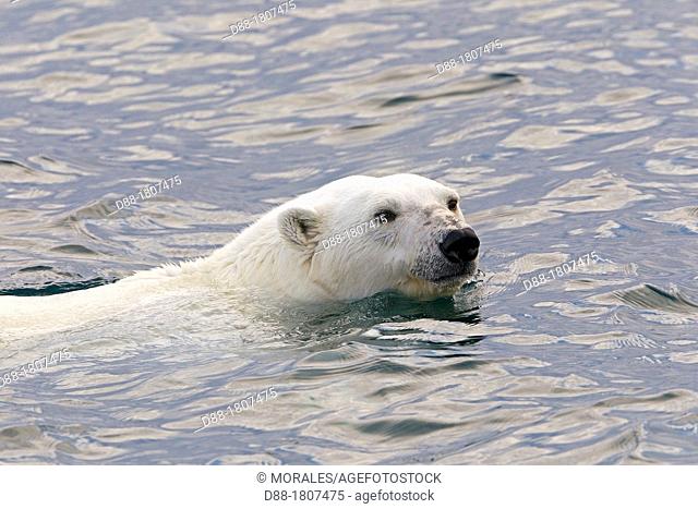 Norway , Spitzbergern , Svalbard , Polar Bear  Ursus maritimus  , swimming in search of prey  seals on pieces of ice