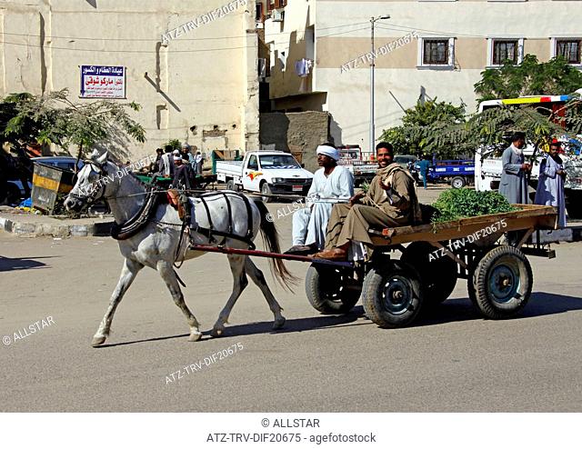 WHITE HORSE & CART; LUXOR, EGYPT; 13/01/2013