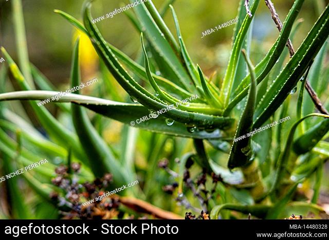 Aloe, succulent plant, detail