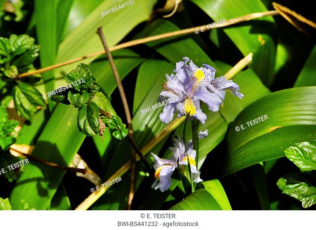 crested iris (Iris japonica), with flower and fruit, Madeira