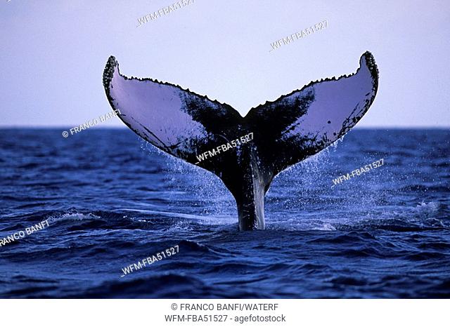 Fluke of Humpback Whale, Megaptera novaeangliae, Silver Banks, Caribbean Sea, Dominican Republic
