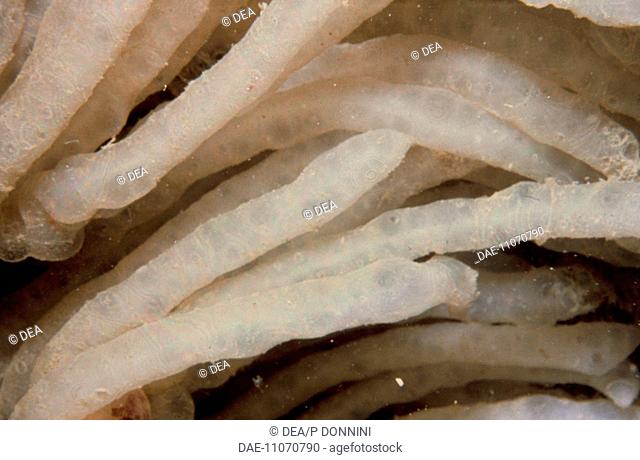 Eggs of Common or European Squid (Loligo vulgaris), Loliginidae