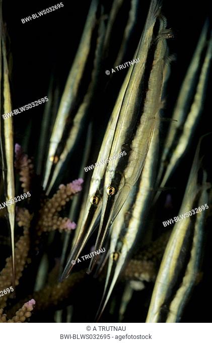 razorfish, shrimpfish Aeoliscus strigatus, between corals, Indonesia