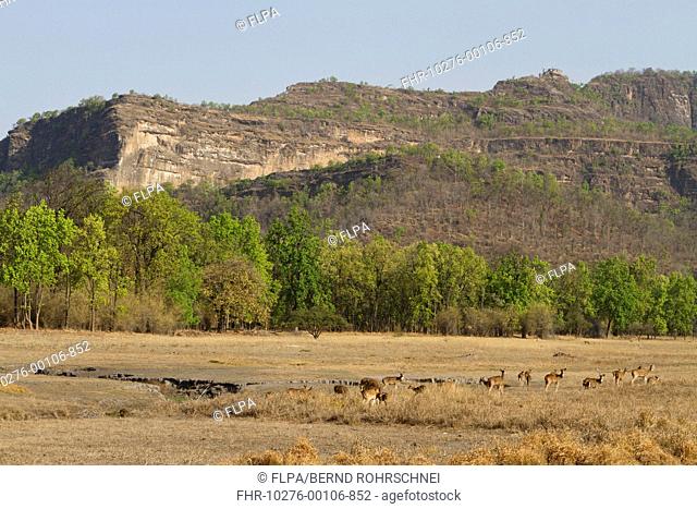 Spotted Deer Axis axis herd, standing in habitat, Bandhavgarh N P , Madhya Pradesh, India