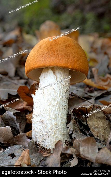 Leccinum leucopodium mushroom in leaf litter. Austria