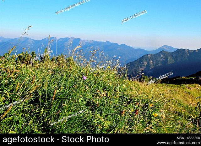 Wörner saddle, grasses in the foreground, view of the Ester mountains in the background, blue sky, Europe, Germany, Bavaria, Upper Bavaria, Werdenfelser Land