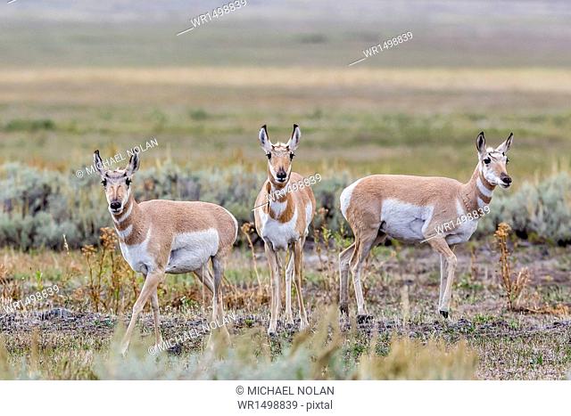 Pronghorn antelope (Antilocapra americana) in Lamar Valley, Yellowstone National Park, UNESCO World Heritage Site, Wyoming, United States of America