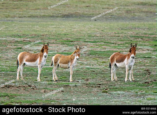 Tibetan Wild Ass (Equus kiang) family group, standing, Qinghai Province, Tibetan Plateau, China, Asia