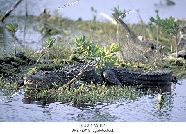 American Alligator , Alligator mississipiensis , Sanibel Ding Darling Reserve , Florida , USA , America , adult