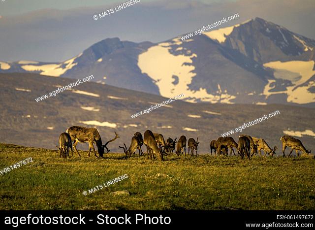 Herd of reindeers early in the morning in nice warm light, feeding on the grass and Sarek national park in background, Swedish Lapland, Sweden