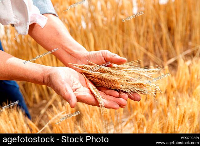 Farmers hands holding grain