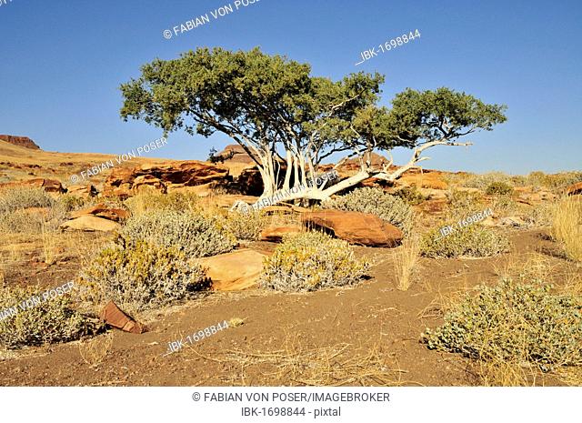 Witgatboom, Matoppie or Shepherd's Tree (Boscia albitrunca), Mik Mountains, Damaraland, Namibia, Africa