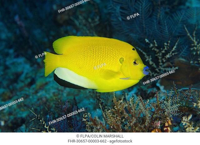 Threespot Angelfish (Apolemichthys trimaculatus) adult, swimming, Tatawa Kecil, between Komodo and Flores Islands, Komodo N.P