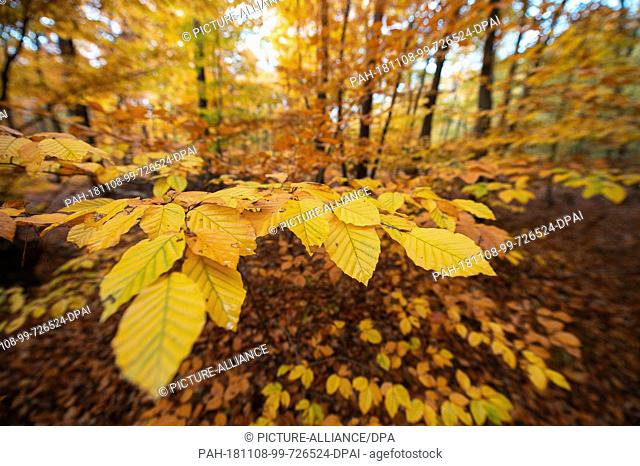08 November 2018, Hessen, Gräfenhausen: Yellow coloured Bletter hang in a forest near Gräfenhausen on a branch of a beech tree. Photo: Silas Stein/dpa