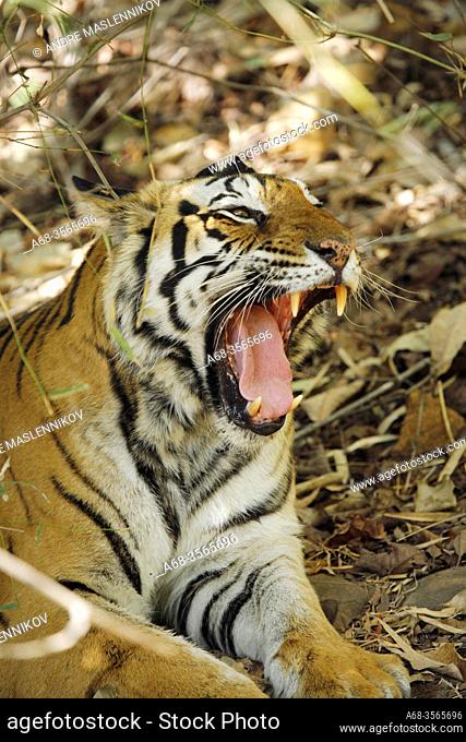 Bengali tiger in Bandhavgarh tiger reserve. Photo: André Maslennikov