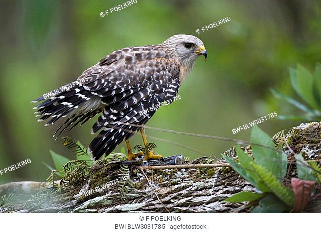 red-shouldered hawk Buteo lineatus, with bullfrog as prey, USA, Florida