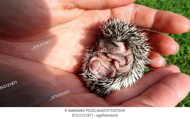 African-Hedgehog-infant Atelerix-albiventris in human-palm