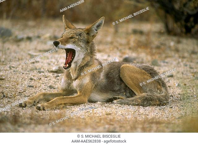 Coyote Yawning (Canis latrans) Mojave Desert, California