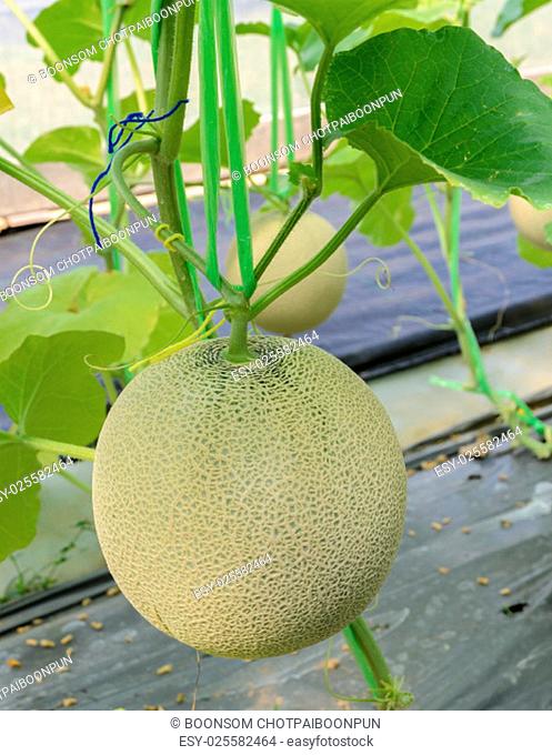 Melon or Cantaloupe (Honeydew) fruit on its tree