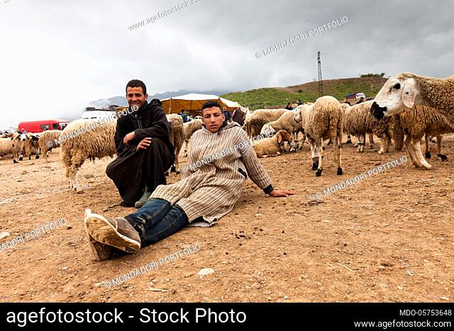 Sheep market on the road from Tangeri to Chefchaouen. Young sellers are proud to show their sheep. Tetouan, Morocco April 2018