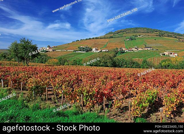 France, Rhône (69), Saint-Lager, le Mont-Brouilly et le vignoble du Beaujolais, grand cru AOC, les vignes en automne / France, Rhône Saint-Lager