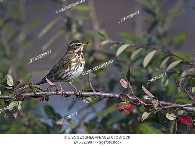 Redwing-Turdus iliacus perches on Cotoneaster Berries. Winter