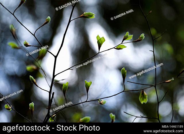 young light green leaves of copper beech in spring, nature park Pfälzerwald, biosphere reserve Pfälzerwald-Nordvogesen, Germany, Rhineland-Palatinate