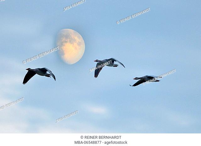Flying greylag geese in front of moon, Anser anser