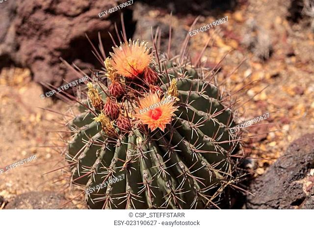 Ferocactus rectispinus cactus